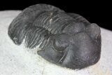 Paralejurus Trilobite Fossil - Cute Little Guy #68667-2